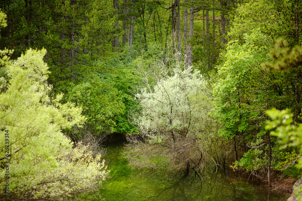 Obraz premium Scenic landscape of forest Lake Grahovo in the mountains of the Montenegro. Stunning view of river in nature parkland.