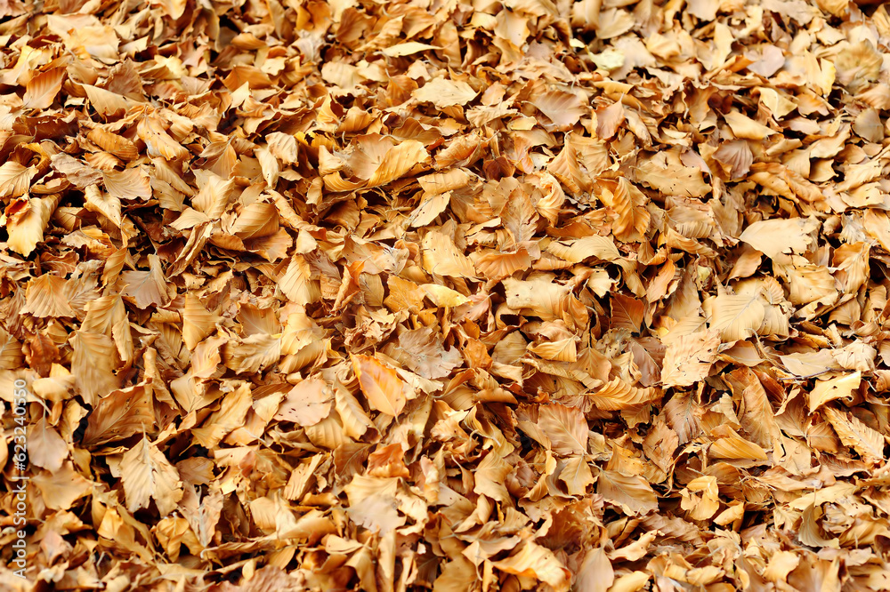 Autumn yellow leaves background. View of dry golden fallen leaves. Texture. Autumn yellow leaves background. View of dry golden fallen leaves. Texture.