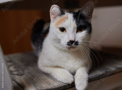 Cat with a face like Adolf Hitler. photo