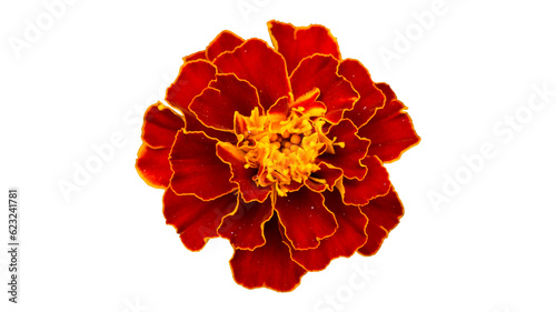 One French marigold orange-red flower isolated on white.