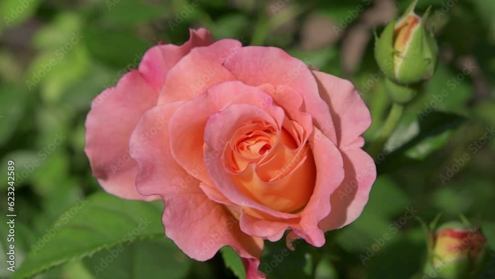 nice pink-apricot aromatic rose bud blossom in garden. close up footage. sunny morning nice pink-apricot aromatic rose bud blossom in garden. close up footage. sunny morning