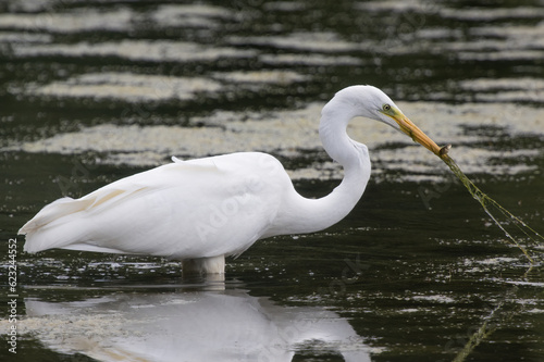 Great white egret has caught more than just a fish