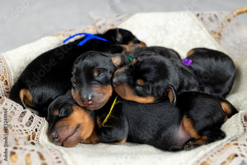 Newborn miniature pinscher puppies lie together in a wicker basket