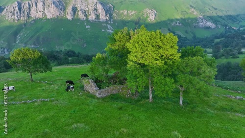 Cows grazing in the surroundings of the village of San Roque de Riomiera. Miera river valley. Valleys Pasiegos, Cantabria, Spain, Europe photo