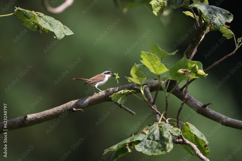 The tiger shrike or thick-billed shrike (Lanius tigrinus) is a small passerine bird which belongs to the genus Lanius in the shrike family, Laniidae. This photo was taken in Japan.