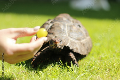 red foot tortoise one of the most common pet tortoises photo