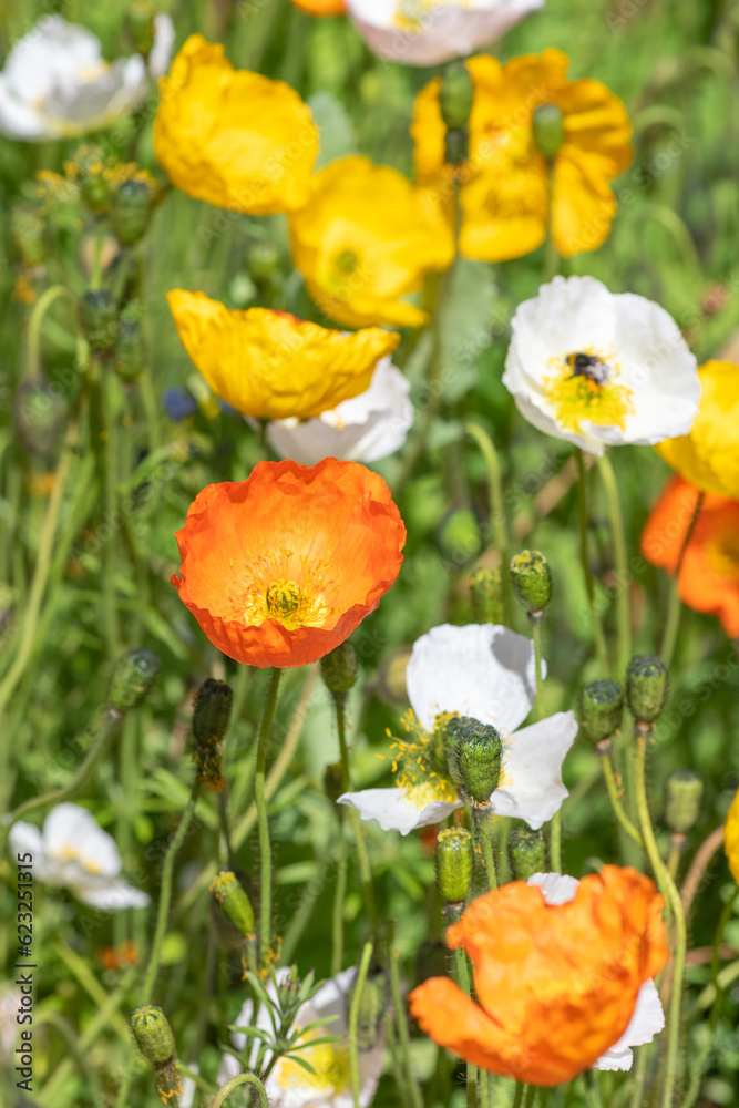 Icelandic poppies (papaver nudicaule) in bloom Icelandic poppies (papaver nudicaule) in bloom