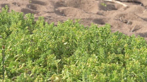 Wallpaper Mural bay coastline landscape with grass at sunny evening Torontodigital.ca