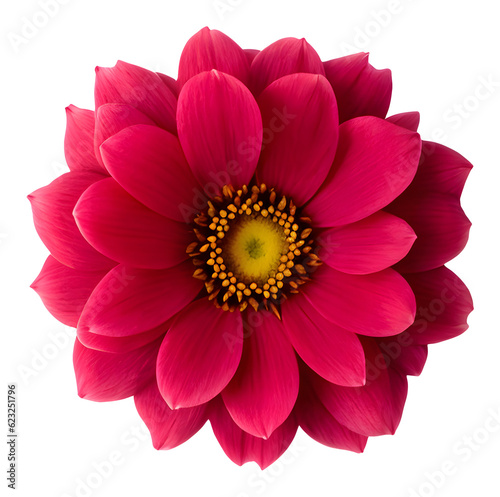 flower isolated on transparent background, extracted, png file