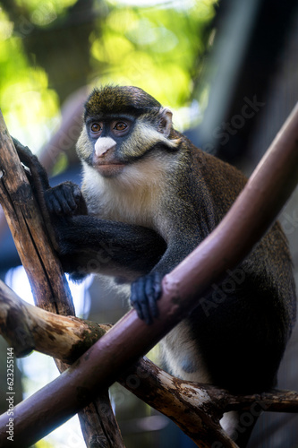 Canvas Print monkey in the tree