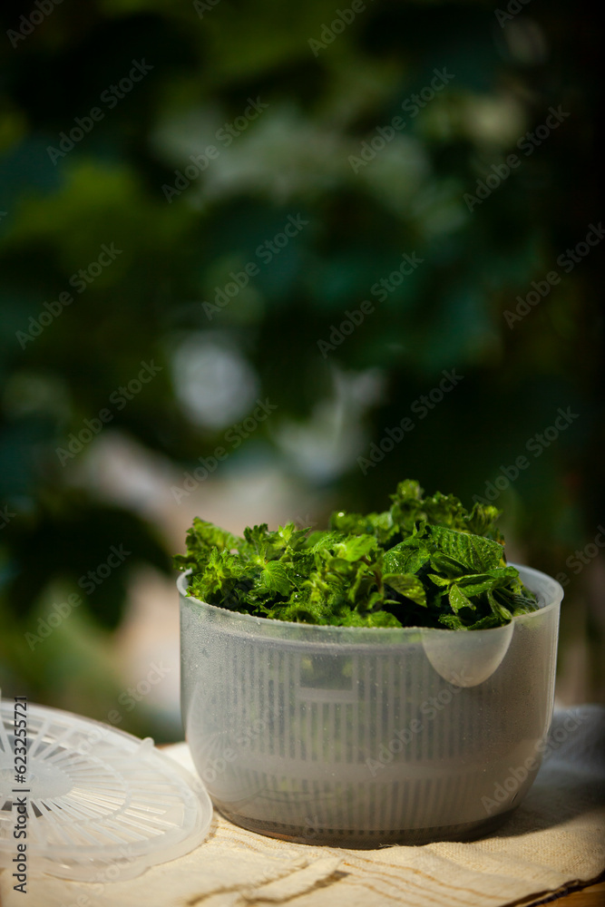 Salad spinner, also known as a salad tosser, kitchen tool used to wash and remove excess water from mint.