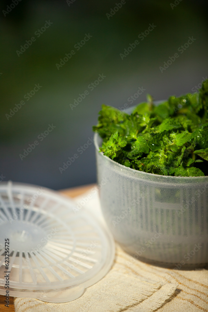 Salad spinner, also known as a salad tosser, kitchen tool used to wash and remove excess water from mint. Close-up.