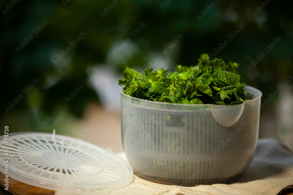 Salad spinner, also known as a salad tosser, kitchen tool used to wash and remove excess water from mint.