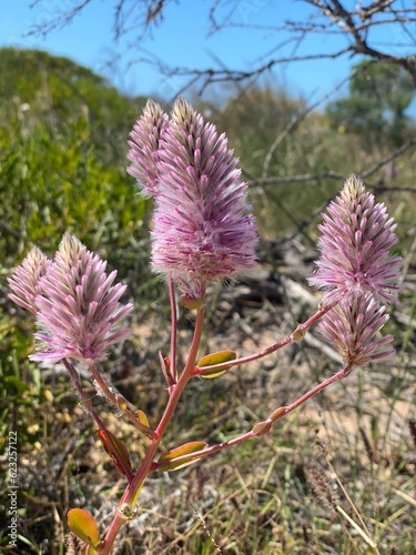 flower
