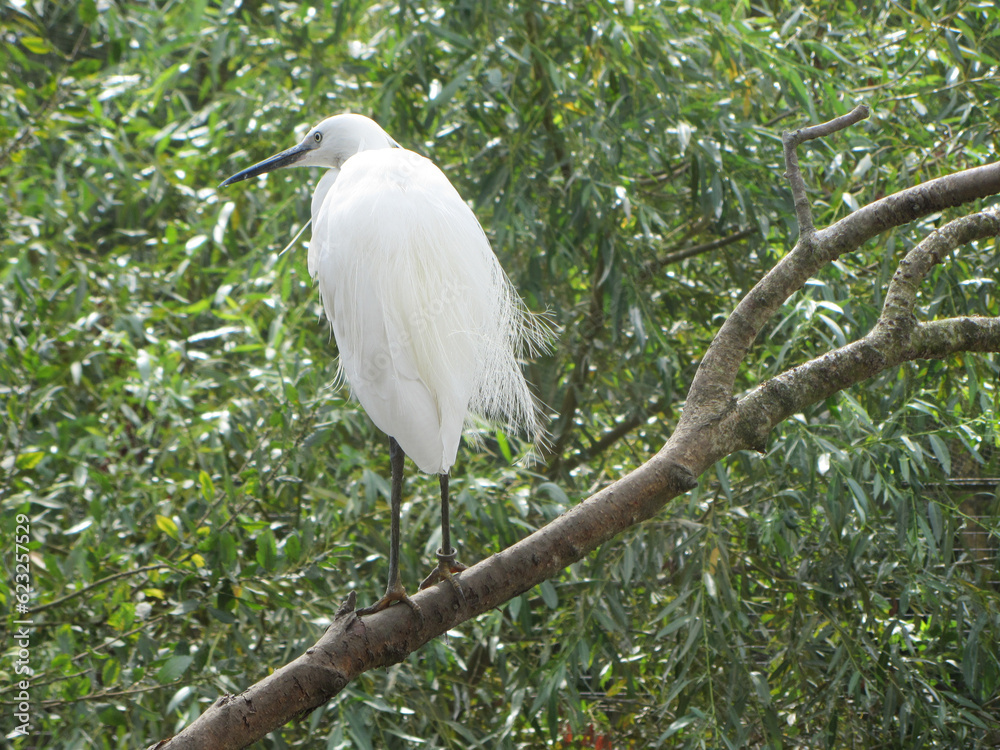A Silky Heron sitting in a tree A Silky Heron sitting in a tree