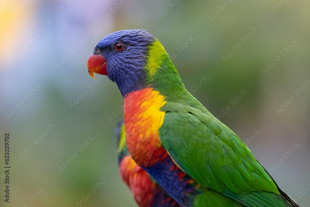 Australian Rainbow Lorikeets in native natural habitat  