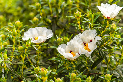 Close-up of of Gum Rockrose (Cistus Ladanifer) flowers. photo