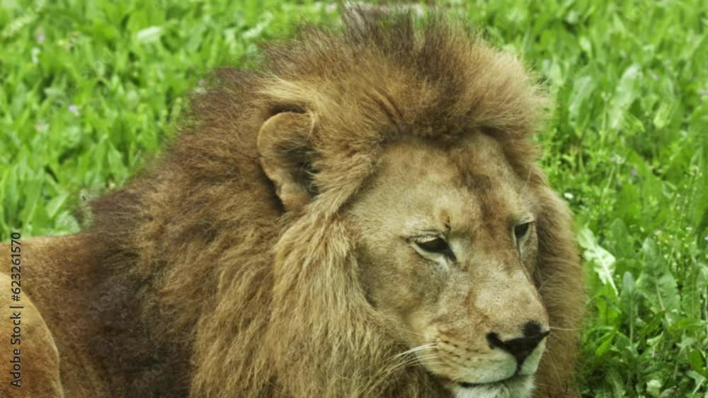 Proud Male Lion Sitting On Grass And Looking At Camera Footage. Proud Male Lion Sitting On Grass And Looking At Camera Footage.