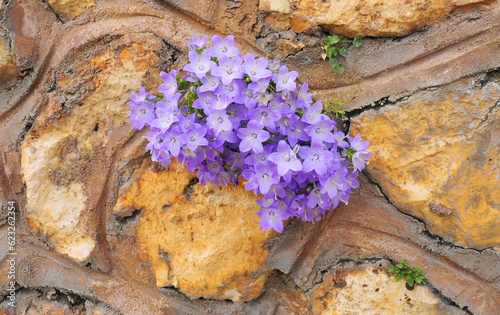 gruppo di fiori viola che crescono trai mattoni di un muro