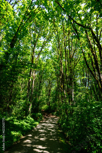Adventure in a summer forest  hiking trail through deciduous woodland 