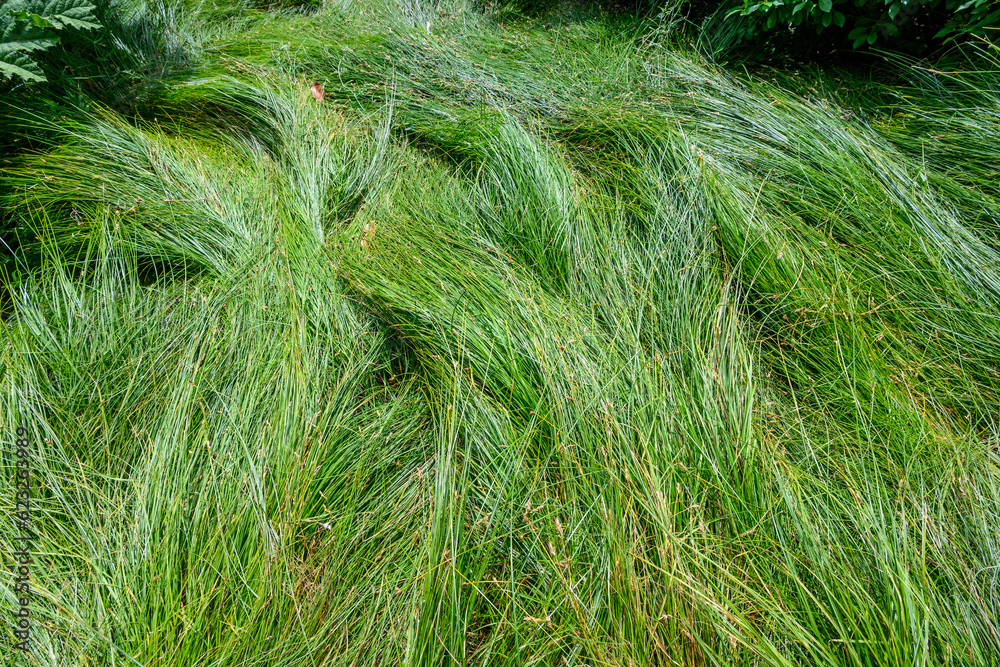 Flowing long grasses of sedge, Carex Tumulicola, as a green nature background
Flowing long grasses of sedge, Carex Tumulicola, as a green nature background