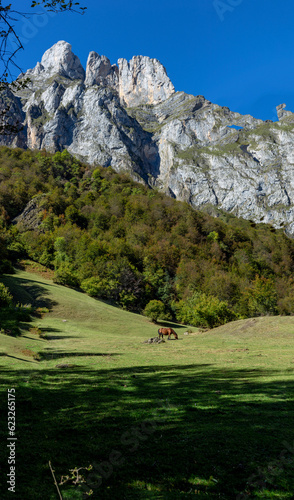 Wild Horse in Spain