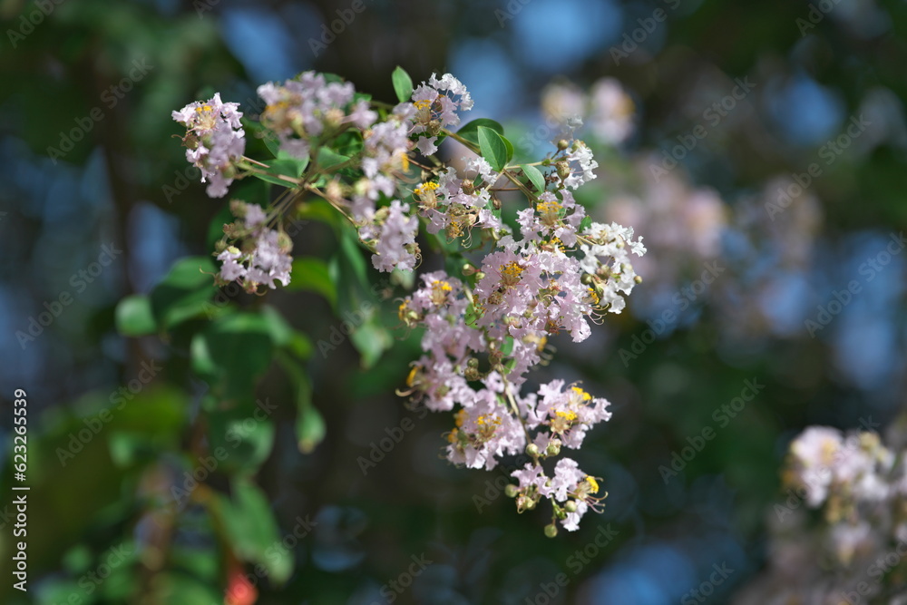 Okinawa,Japan - July 4, 2023: Flowers of Chinese crape myrtle in Ishigaki island, Japan
