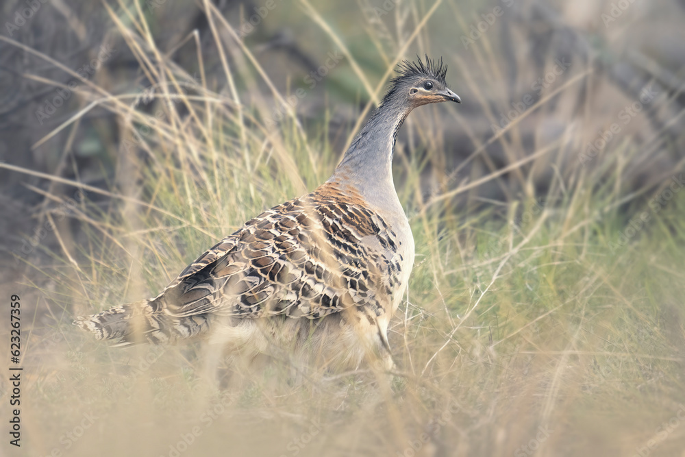 Photograph of a wild, threatened bird - the malleefowl (Leipoa ocellata) in spinifex, mallee habitat, Australia Photograph of a wild, threatened bird - the malleefowl (Leipoa ocellata) in spinifex, mallee habitat, Australia