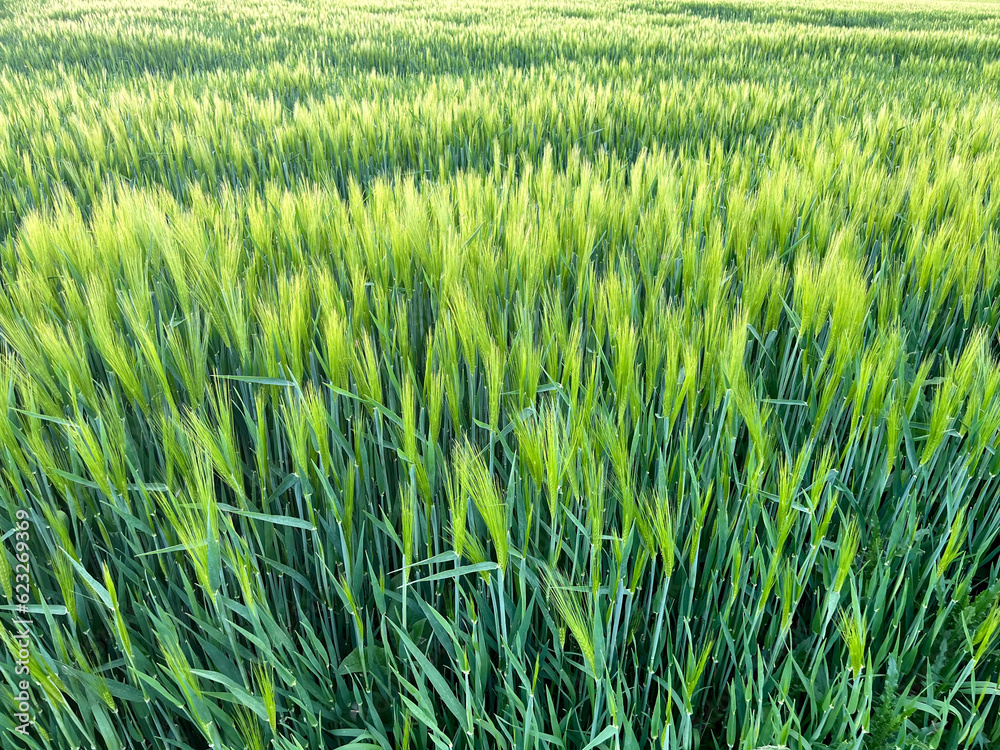 Background of a beautiful field with ripening rye. Rye close-up with copyspace Background of a beautiful field with ripening rye. Rye close-up with copyspace