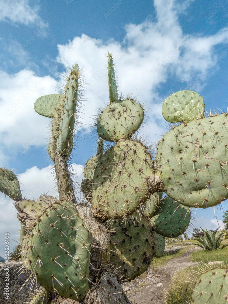 cactus cactus