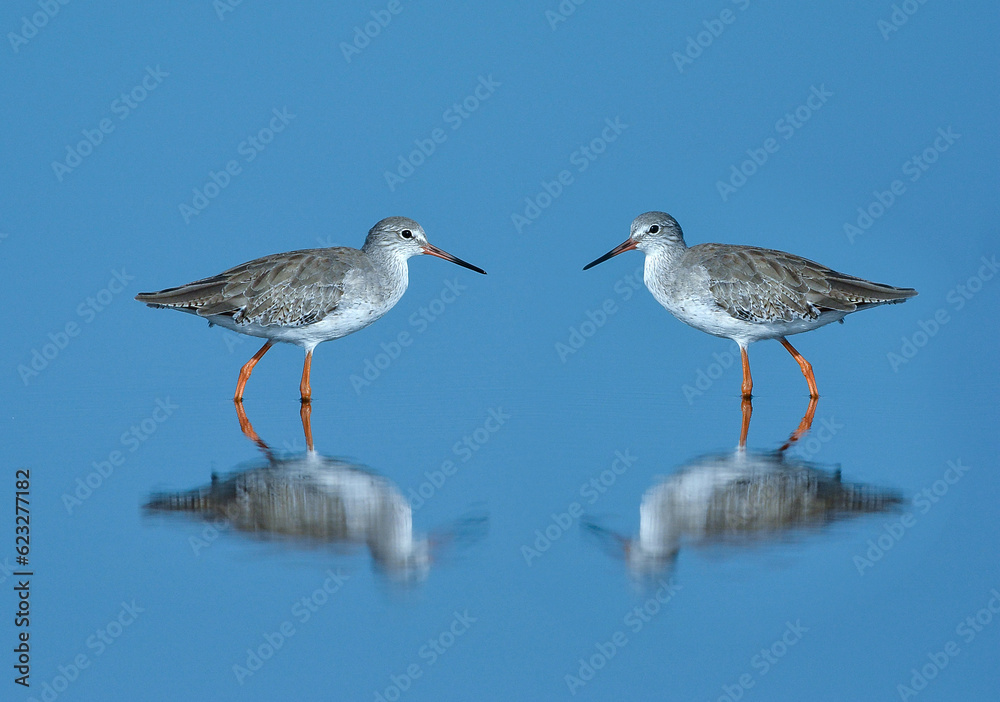 Fototapeta premium Common Redshank , A shorebird with long legs and beak.