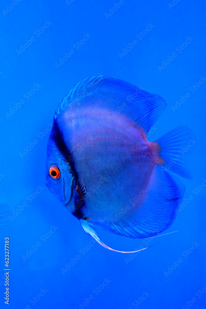 Beautiful Pompadour Fish on blue background Beautiful Pompadour Fish on blue background