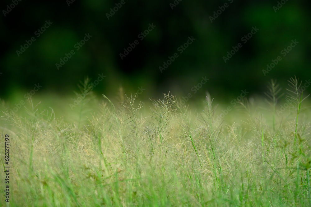 Beautiful grass flowers for background