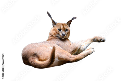 Caracal isolated on white background   African wild cat with long legs and ears