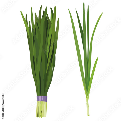 Chinese chives nira hand drawn vector illustration bunch and single isolated