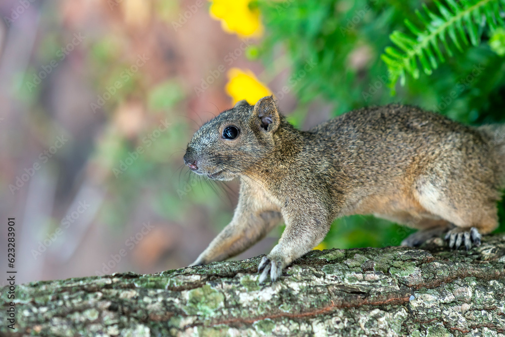 A cute squirrel is running on a wooden bridge in the jungle A cute squirrel is running on a wooden bridge in the jungle