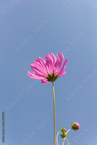 Cosmos flower (Cosmos Bipinnatus)