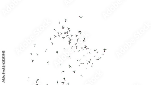 A flock of hummingbirds continuously circling on a white background.