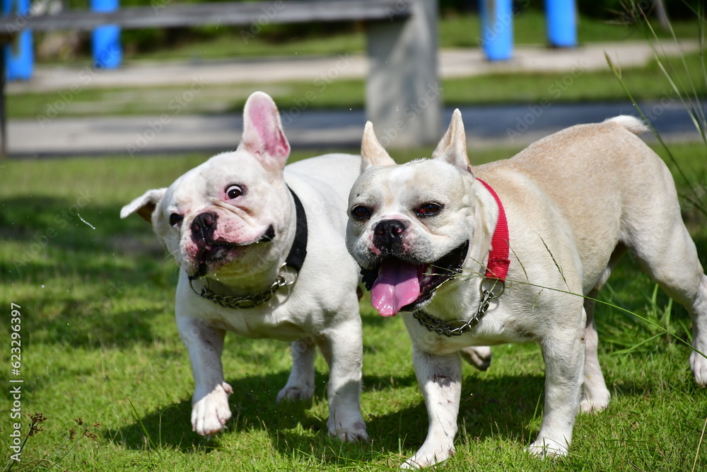 Two French bulldogs running in a park on a sunny day