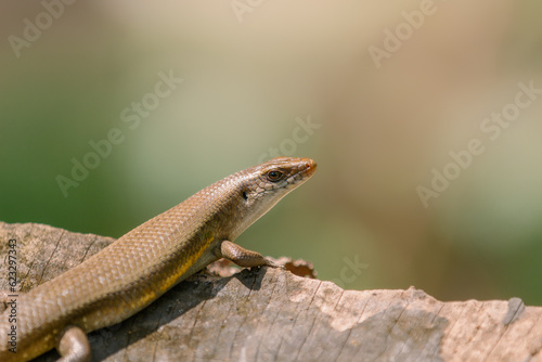 East Indian brown mabuya (Eutropis multifasciata) animal closeup, lizard closeup, brown lizard