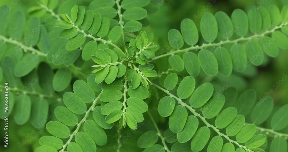 Phyllanthus niruri plant closeup. Gale of the wind. Stonebreaker. Seed under leaf.