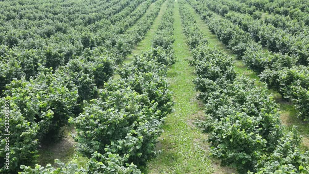 Hazelnut tree orchard growing in agricultural field, aerial view over farmland