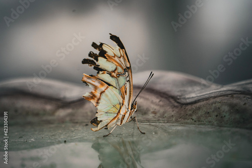 butterfly on leaf