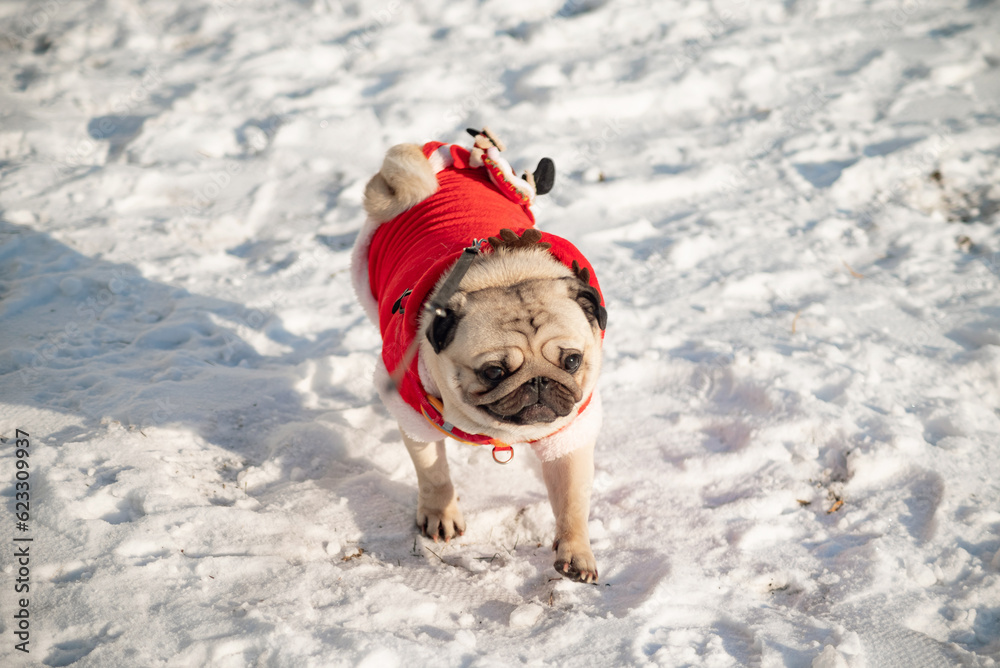 a young beautiful pug in red clothes walks in the snow in winter, selective focus