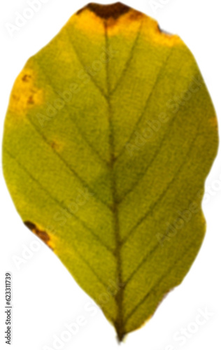 Digital png illustration of green and yellow leaf on transparent background