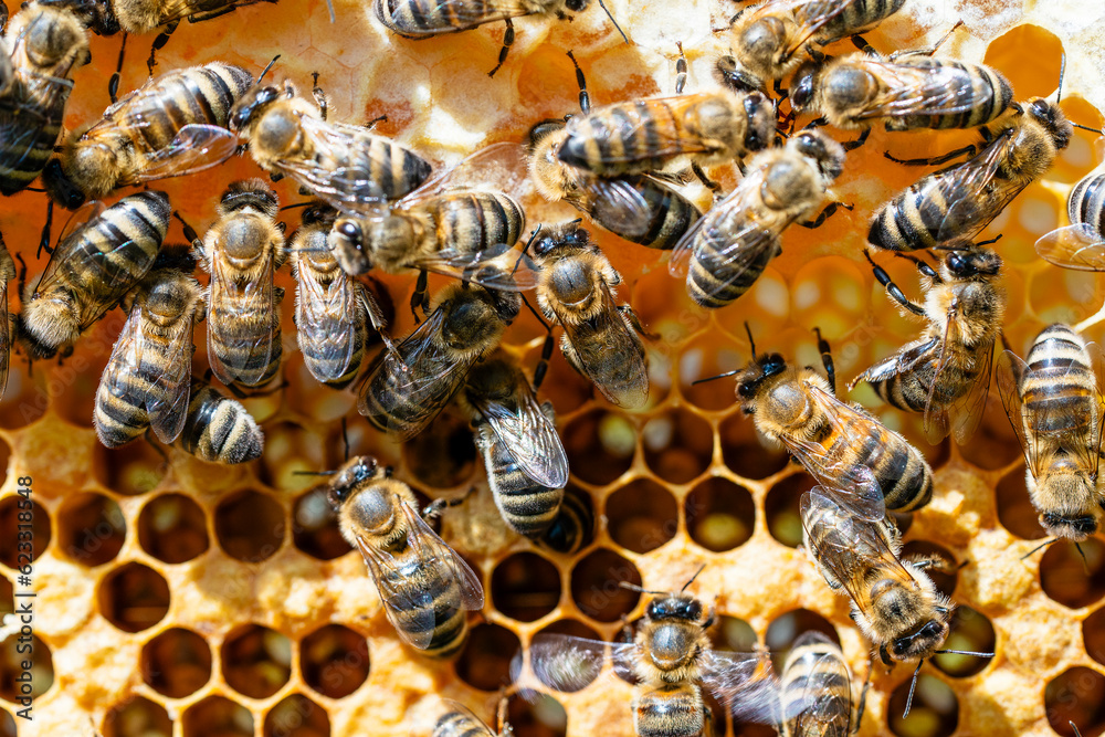 Colony of bees on honeycomb in apiary, macro. Beekeeping in countryside. Wooden frame with honeycombs, closeup Colony of bees on honeycomb in apiary, macro. Beekeeping in countryside. Wooden frame with honeycombs, closeup