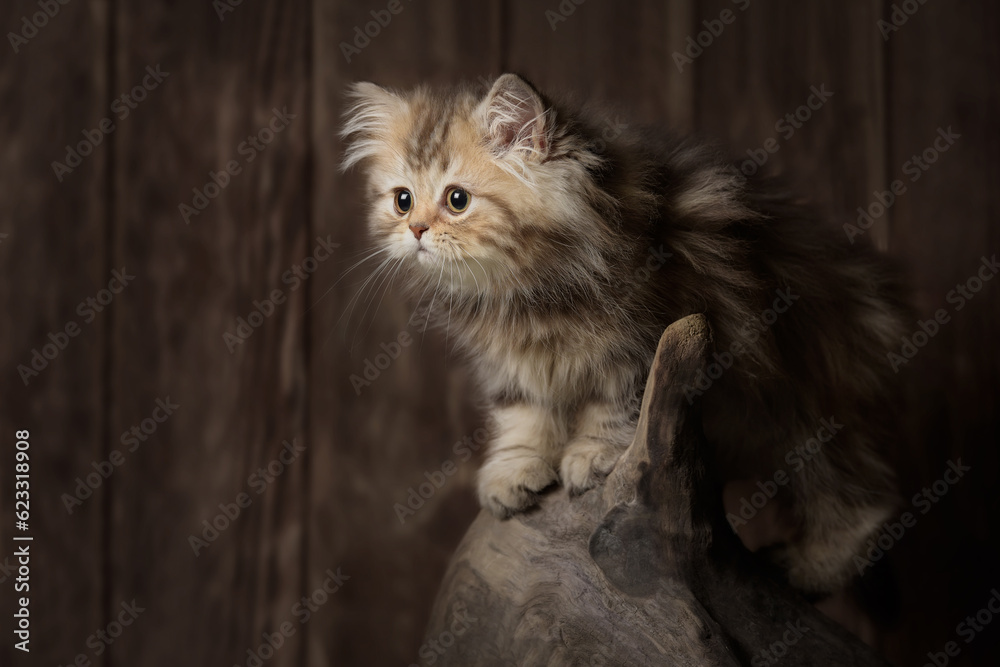 Cute purebred tabby kitten against a dark wooden wall. Banner with a place to write, wallpaper, blank for an advertising layout.
