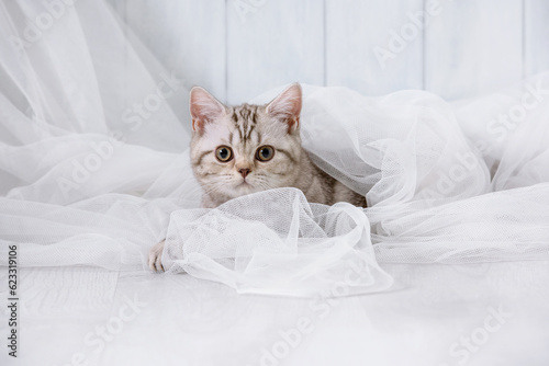 Cat is hiding behind a curtain