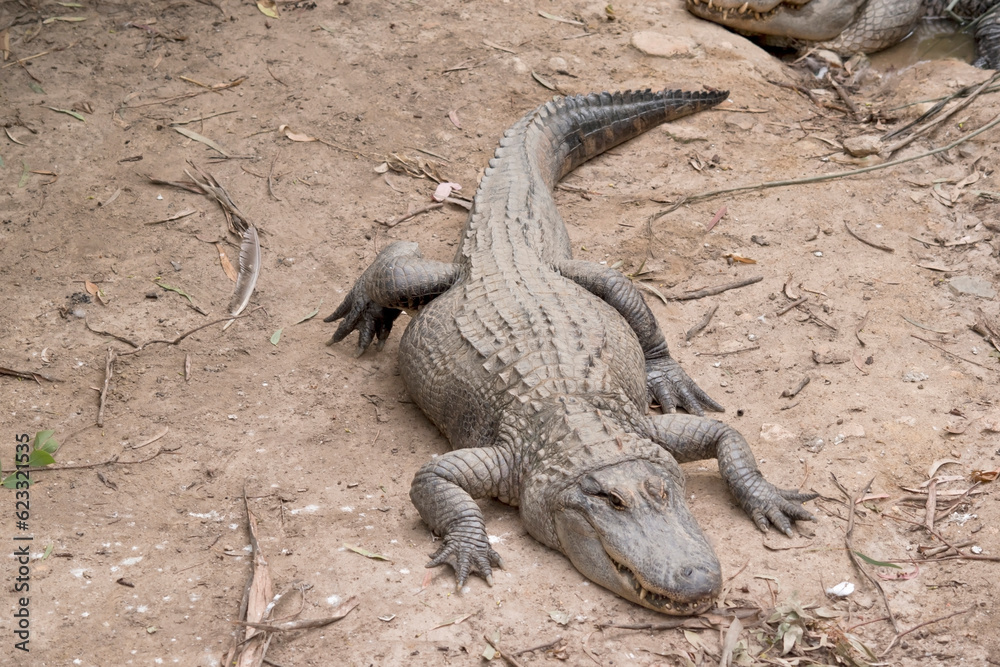 Alligators have a long, rounded snout that has upward facing nostrils at the end. Alligators have a long, rounded snout that has upward facing nostrils at the end. Alligators have a long, rounded snout that has upward facing nostrils at the end. Alligators have a long, rounded snout that has upward facing nostrils at the end.