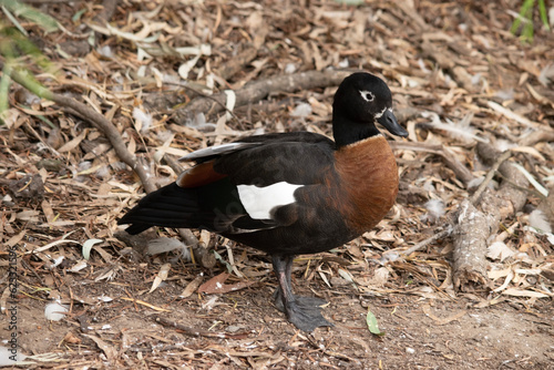 The Australian Shelduck has a striking chestnut-coloured breast and black body.